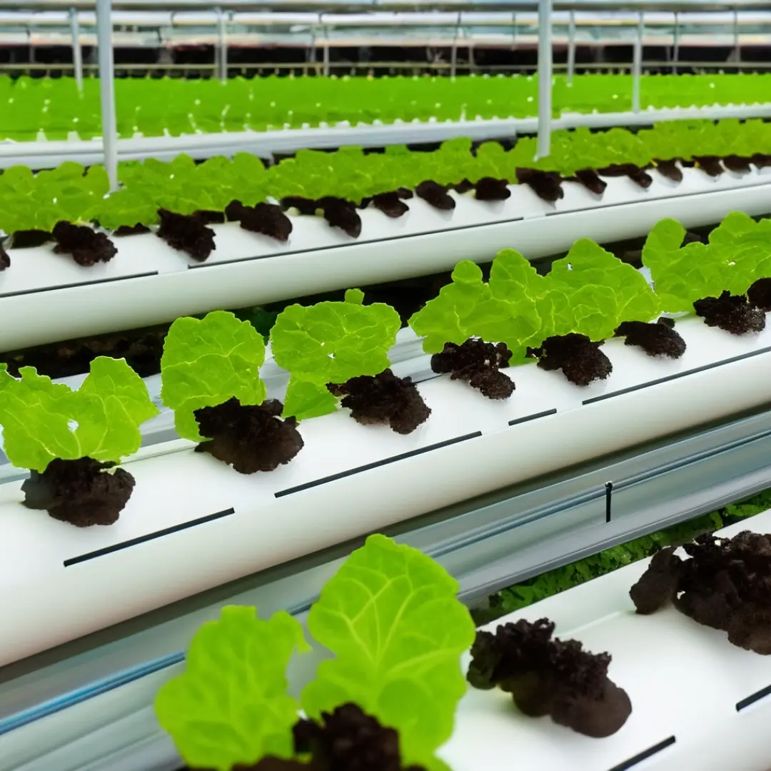 Hydroponic Farming: The Benefits Of Chlorine Dioxide Water Dosing ...