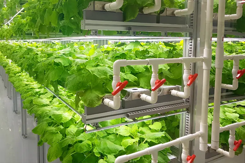 Vertical Farming | Scotmas - Chlorine Dioxide Specialists